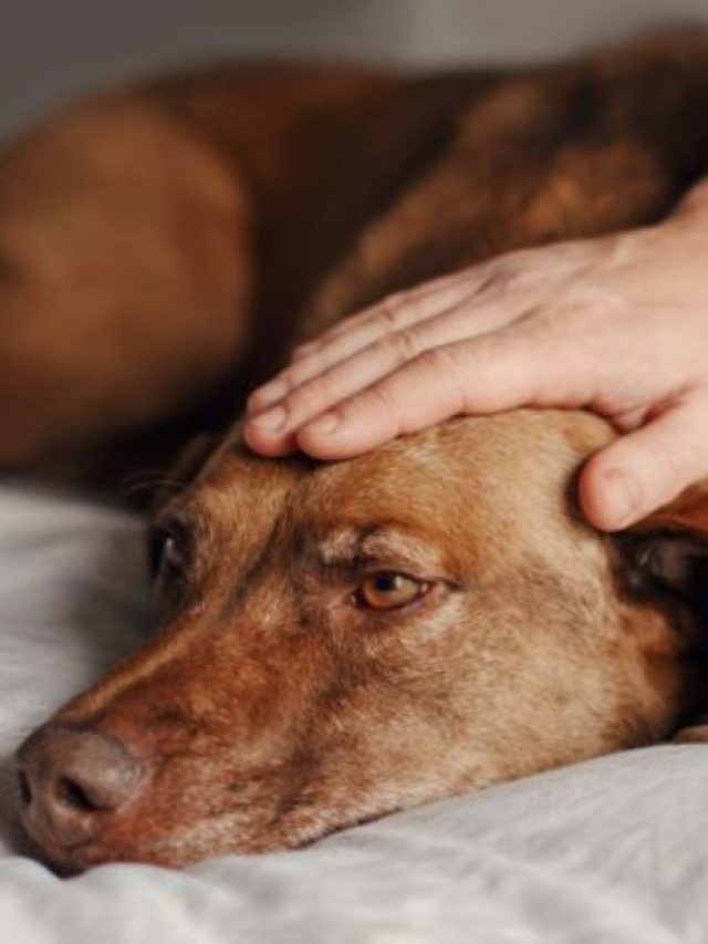 A Mysterious Dog illness Spreading in the US like a fire